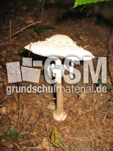 Parasolpilz 001.jpg